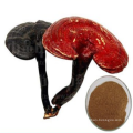 Granel original ganoderma lucidum extrato cogumelo reishi